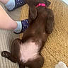 belly_up, brown_dog, canine, cozy, dog, home, indoor, lying_down, person_legs, pet, pink_collar, puppy, relaxation, rug, sleeping, slippers, socks, table_leg, wooden_floor, woven_rug