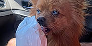 Pichu joined the competition — help win amazing prizes! animal, brown_dog, car_interior, close_up, cone, cute, daylight, dog, fluffy, food, hand, happy, ice_cream, licking, outdoor_view, pet, soft_serve, summer, treat, window
