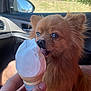 Pichu joined the competition — help win amazing prizes! animal, brown_dog, car_interior, close_up, cone, cute, daylight, dog, fluffy, food, hand, happy, ice_cream, licking, outdoor_view, pet, soft_serve, summer, treat, window