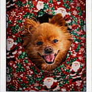 Pichu is registered to the contest to win money with this photo: animal, christmas, closeup, cute, dog, face, festive, fluffy, green, happy, holiday, pet, portrait, red, santa_claus, smiling, snowflake, tongue, white, wrapping_paper