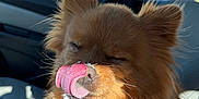 Pichu joined the competition — help win amazing prizes! brown, canine, car_interior, closed_eyes, cute, daylight, dog, domestic_animal, fluffy, fur, happy, licking, muzzle, nose, pet, seat, sunlight, tongue, vehicle, window