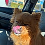 brown, canine, car_interior, closed_eyes, cute, daylight, dog, domestic_animal, fluffy, fur, happy, licking, muzzle, nose, pet, seat, sunlight, tongue, vehicle, window