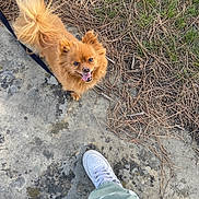 Pichu is registered to the contest to win money with this photo: brown_dog, canine, daylight, dog, fluffy, footwear, grass, happy, leash, looking_up, nature, outdoor, pants, pet, pine_needles, sidewalk, small_dog, tongue_out, walking, white_shoes