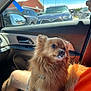 Pichu joined the competition — help win amazing prizes! car_interior, casual, companion, cream_on_mouth, dashboard, daytime, dog, fluffy, fur, orange_shirt, parking_lot, person, pet, relaxed, seat, side_mirror, small_dog, sunlight, vehicle, window