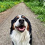 dog, bernese_mountain_dog, animal, forest, trail, greenery, wildflowers, nature, outdoor, happy, smiling, canine, pet, fur, nose, mouth_open, walking_path, trees, daylight, closeup