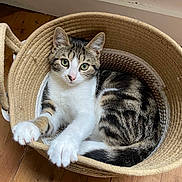 Jude participe au concours pour gagner de l'argent avec cette photo : cat, tabby, white, basket, wooden_floor, indoor, pet, animal, paws, curious, relaxed, fur, whiskers, claws, cute, domestic, resting, cozy, household, playful