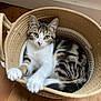 cat, tabby, white, basket, wooden_floor, indoor, pet, animal, paws, curious, relaxed, fur, whiskers, claws, cute, domestic, resting, cozy, household, playful