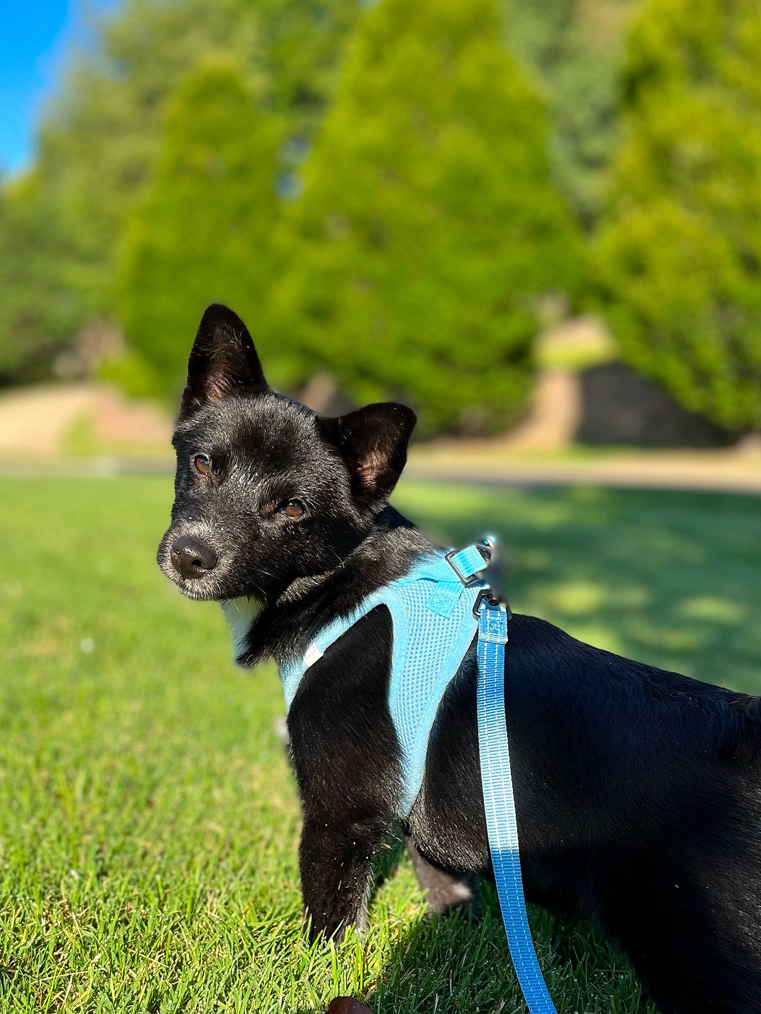 Jack is registered to the contest to win money with this photo: carnivore, collar, companion_dog, dog, dog_breed, dog_collar, dog_supply, electric_blue, fashion_accessory, fawn, grass, grassland, pet_supply, snout, tail, terrestrial_animal, toy_dog, tree, whiskers, working_animal