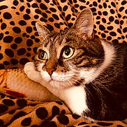 Kitcat participe au concours pour gagner de l'argent avec cette photo : cat, tabby, plush_fish, blanket, leopard_print, green_eyes, pet, feline, cozy, resting, indoor, cute, fur, whiskers, animal, close_up, soft_toy, comfort, relaxed, patterned_background
