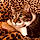 Kitcat