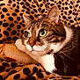 cat, tabby, plush_fish, blanket, leopard_print, green_eyes, pet, feline, cozy, resting, indoor, cute, fur, whiskers, animal, close_up, soft_toy, comfort, relaxed, patterned_background