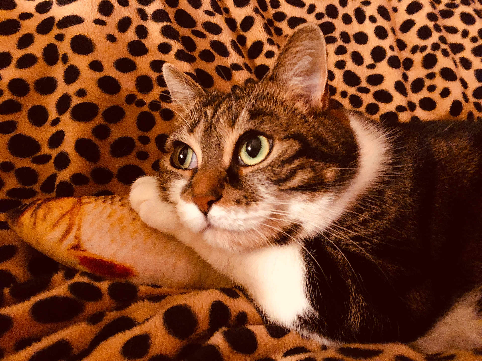Kitcat participe au concours pour gagner de l'argent avec cette photo : cat, tabby, plush_fish, blanket, leopard_print, green_eyes, pet, feline, cozy, resting, indoor, cute, fur, whiskers, animal, close_up, soft_toy, comfort, relaxed, patterned_background