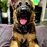 alert, animal, canine, close_up, collar, couch, dog, german_shepherd, happy, houseplant, indoors, living_room, open_mouth, pet, portrait, puppy, sitting, television, tongue, upright_ears
