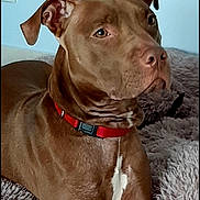 Phœnix a rejoint le concours — aidez-le/la à gagner de superbes lots ! dog, brown_dog, red_collar, pet, canine, indoor, rug, fluffy_rug, relaxed, portrait, animal, mammal, ears, snout, fur, looking_away, domestic_animal, companion, home, resting