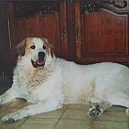 Teddy participe au concours pour gagner de l'argent avec cette photo : animal, brown_patch, canine, companion, cute, dog, domestic_animal, floor, friendly, fur, home_interior, indoor, large_dog, lying_down, pet, relaxed, resting, tile_floor, white_dog, wooden_cabinet