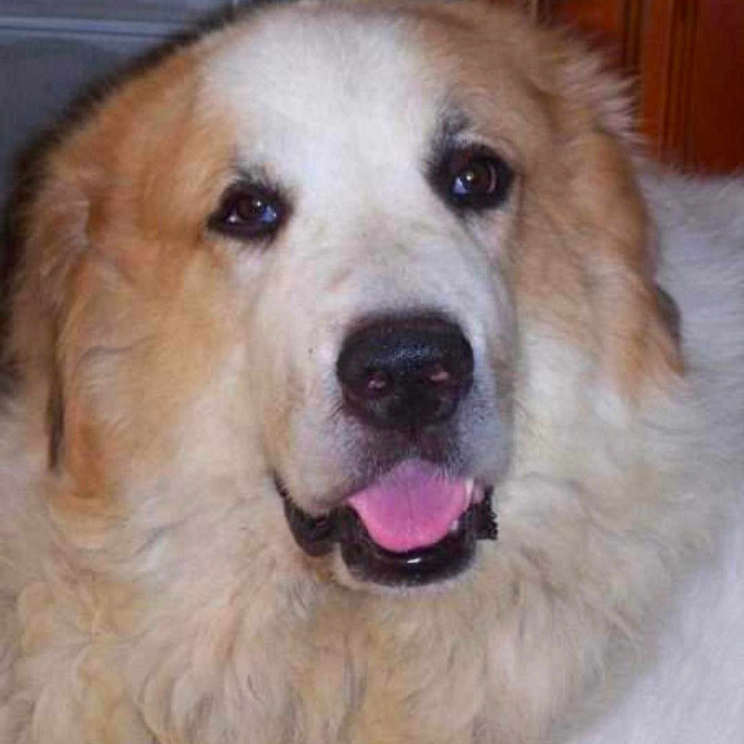 Teddy participe au concours pour gagner de l'argent avec cette photo : animal, canine, close_up, companion, cute, dog, expression, face, fluffy, friendly, fur, golden, happy, house, indoor, mammal, pet, portrait, tongue_out, white