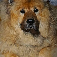 Indie a rejoint le concours — aidez-le/la à gagner de superbes lots ! dog, fluffy, golden_brown, pet, indoor, portrait, canine, fur, animal, relaxed, laying, paw, face, ears, nose, eyes, calm, home, tile_floor, close_up