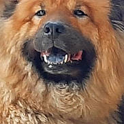 Indie participe au concours pour gagner de l'argent avec cette photo : animal, brown, canine, closeup, companion, cute, cute_pet, dog, domestic, expression, face, fluffy, friendly, fur, indoor, mammal, pet, portrait, smiling, teeth