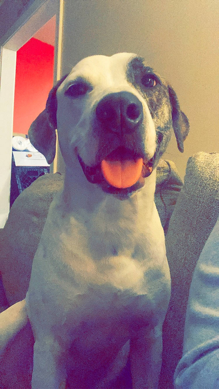 Squirt is registered to the contest to win money with this photo: canidae, carnivore, collar, companion_dog, dog, dog_breed, eye, fawn, fur, giant_dog_breed, happy, head, jaw, puppy_love, smile, snout, sporting_group, terrestrial_animal, whiskers, working_animal