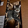 Buddy is registered to the contest to win money with this photo: cat, tabby, box, cardboard, pet, animal, feline, sleepy, cozy, indoor, crumpled_paper, striped_fur, resting, cute, relaxed, home, container, brown, soft_light, content