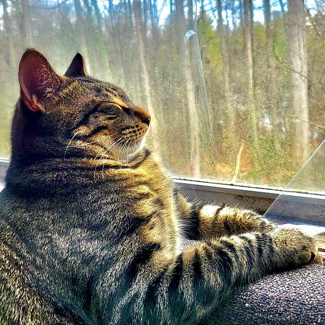 Buddy is registered to the contest to win money with this photo: cat, tabby, sunlight, window, forest, nature, relaxation, pet, feline, striped, indoor, cozy, animal, whiskers, sleeping, daylight, resting, closeup, peaceful, domestic