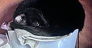 Buddy is registered to the contest to win money with this photo: cat, black_cat, curled_up, container, towel, wooden_wall, cozy, pet, animal, feline, indoor, resting, sleeping, eye, fur, whiskers, shelf, household, cute, compact