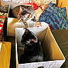 cat, tabby_cat, black_cat, box, cardboard, indoor, pet, feline, curious, cozy, blanket, fabric, home, resting, animal, cute, companion, domestic, two_cats, soft_lighting