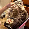 cat, tabby_cat, chair, human_hand, treat, fan, shoe, floor, wooden_furniture, indoor, pet, feeding, comfort, domestic, animal, curious, brown, gray, striped, relaxed