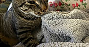 Buddy joined the competition — help win amazing prizes! animal, bed, bedding, blanket, cat, closeup, comfort, cozy, curious, domestic, feline, floral_pattern, furniture, indoor, pet, resting, soft_texture, striped, tabby_cat, warm