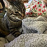Buddy joined the competition — help win amazing prizes! cat, tabby_cat, indoor, blanket, cozy, bed, bedding, floral_pattern, curious, pet, feline, soft_texture, closeup, striped, animal, resting, domestic, furniture, warm, comfort