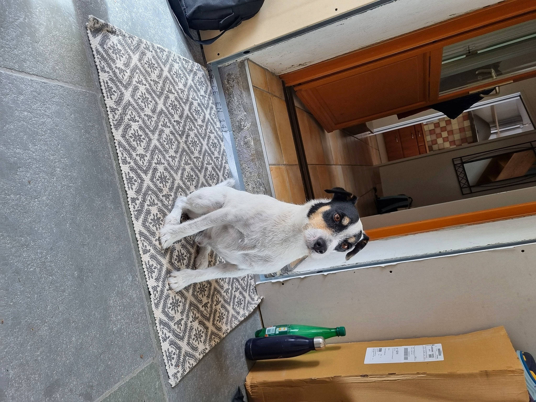 Looky participe au concours pour gagner de l'argent avec cette photo : automotive_design, building, carnivore, ceiling, companion_dog, daylighting, dog, dog_breed, floor, flooring, hardwood, house, plywood, room, sporting_group, tile, wood