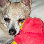 Mimi a rejoint le concours — aidez-le/la à gagner de superbes lots ! dog, sleepy, plush_toy, pink, yellow, white_blanket, cute, pet, animal, close_up, fur, ears, nose, resting, cozy, indoor, domestic, companion, snuggle, soft