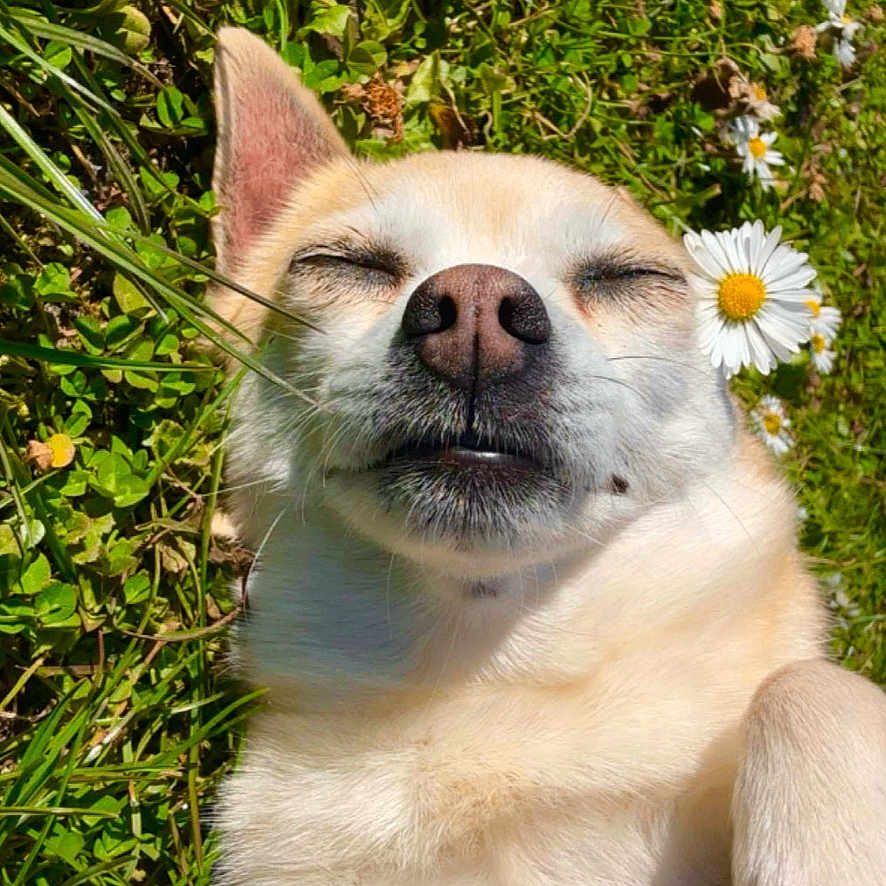 Mimi a rejoint le concours — aidez-le/la à gagner de superbes lots ! animal, closeup, cute, daisy, dog, flower, fur, grass, greenery, happy, lying_down, nature, outdoor, paw, peaceful, pet, relaxed, smiling, summer, sunlight