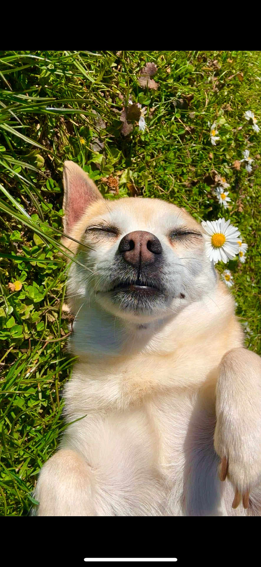 Mimi a rejoint le concours — aidez-le/la à gagner de superbes lots ! dog, grass, flower, daisy, pet, sunlight, outdoor, relaxed, closeup, nature, cute, animal, smiling, fur, paw, lying_down, greenery, summer, peaceful, happy