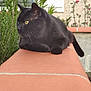 Onyx a rejoint le concours — aidez-le/la à gagner de superbes lots ! black_cat, cat, animal, pet, outdoor, terracotta, ledge, yellow_eyes, feline, relaxed, resting, garden, plants, blurred_background, whiskers, fur, side_view, nature, daylight, peaceful