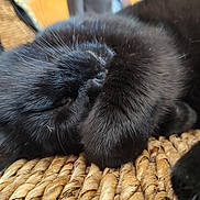 Onyx participe au concours pour gagner de l'argent avec cette photo : black_cat, sleeping, paw, close_up, feline, fur, whiskers, woven_surface, resting, cute, animal, domestic_cat, pet, cozy, relaxation, indoors, texture, soft, face_covered, nap
