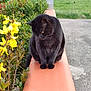 Onyx participe au concours pour gagner de l'argent avec cette photo : black_cat, cat, animal, pet, outdoor, flowers, yellow_flowers, greenery, plants, garden, terracotta, ledges, curious, sitting, feline, nature, daylight, pavement, peaceful, closeup