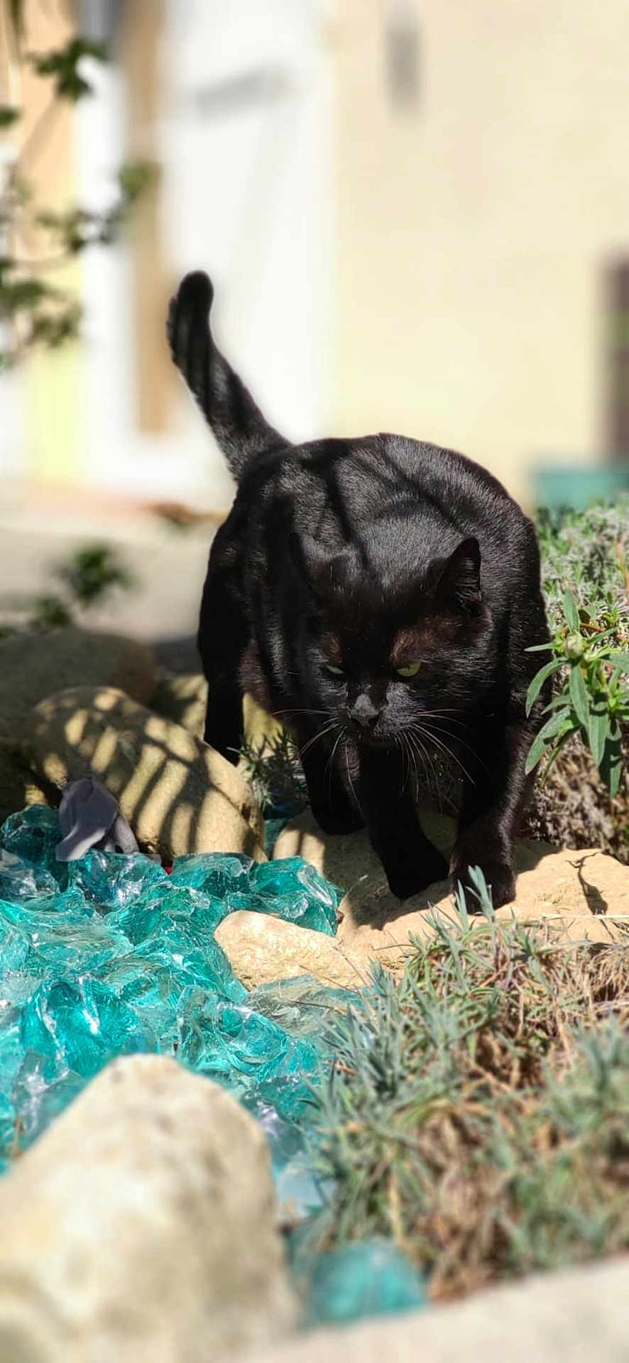Onyx