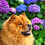 animal, bright, chow_chow, closeup, cute, dog, flower, fluffy, fur, garden, green_leaves, happy, hydrangea, nature, outdoor, pet, pink_flower, portrait, purple_flower, smiling