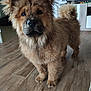 dog, puppy, chow_chow, fluffy, wet_fur, indoor, wooden_floor, curled_tail, pet, canine, animal, looking, cute, furniture, living_room, floor, ears, nose, eyes, standing