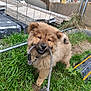puppy, dog, leash, grass, outdoor, playful, fluffy, cute, pet, smiling, animal, young_dog, fence, construction, greenery, collar, happy, nature, canine, mischievous