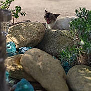 Stella participe au concours pour gagner de l'argent avec cette photo : cat, siamese_cat, rocks, blue_glass_stones, plants, outdoor, garden, shallow_depth_of_field, blurred_background, animal, pet, nature, sunlight, shadow, resting, feline, stone, wildlife, closeup, yawning