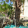 Stella participe au concours pour gagner de l'argent avec cette photo : cat, siamese_cat, outdoor, garden, palm_tree, rocks, glass_stones, greenery, sunlight, nature, plants, animal, pet, curious, daylight, trunk, feline, shadows, bushes, closeup