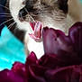 Stella participe au concours pour gagner de l'argent avec cette photo : cat, siamese_cat, yawning, close_up, tongue, whiskers, flower, purple_flower, blurred_background, soft_light, pet, animal, indoor, sleepy, feline, cute, mouth_open, relaxed, colorful, cozy