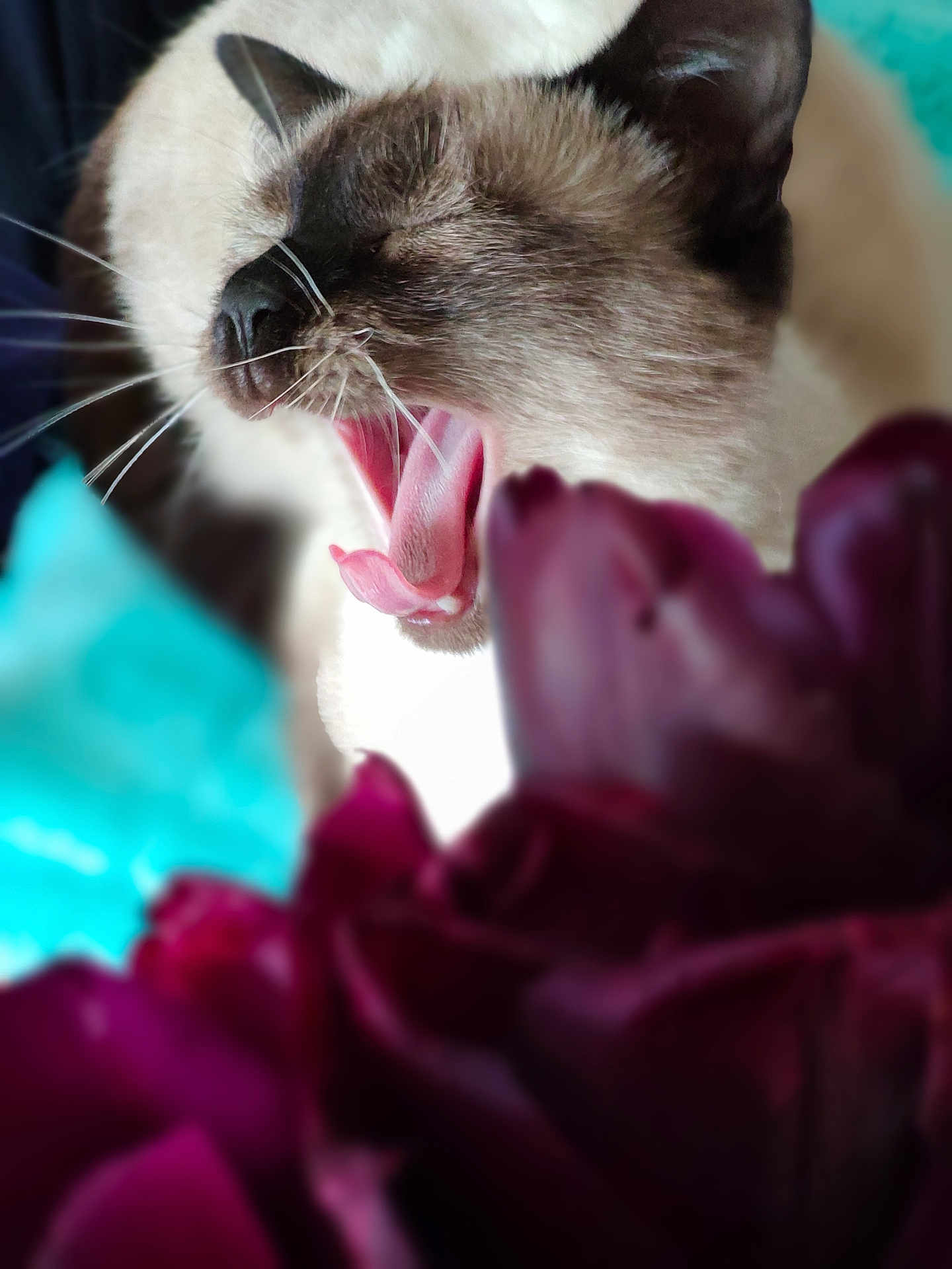 Stella