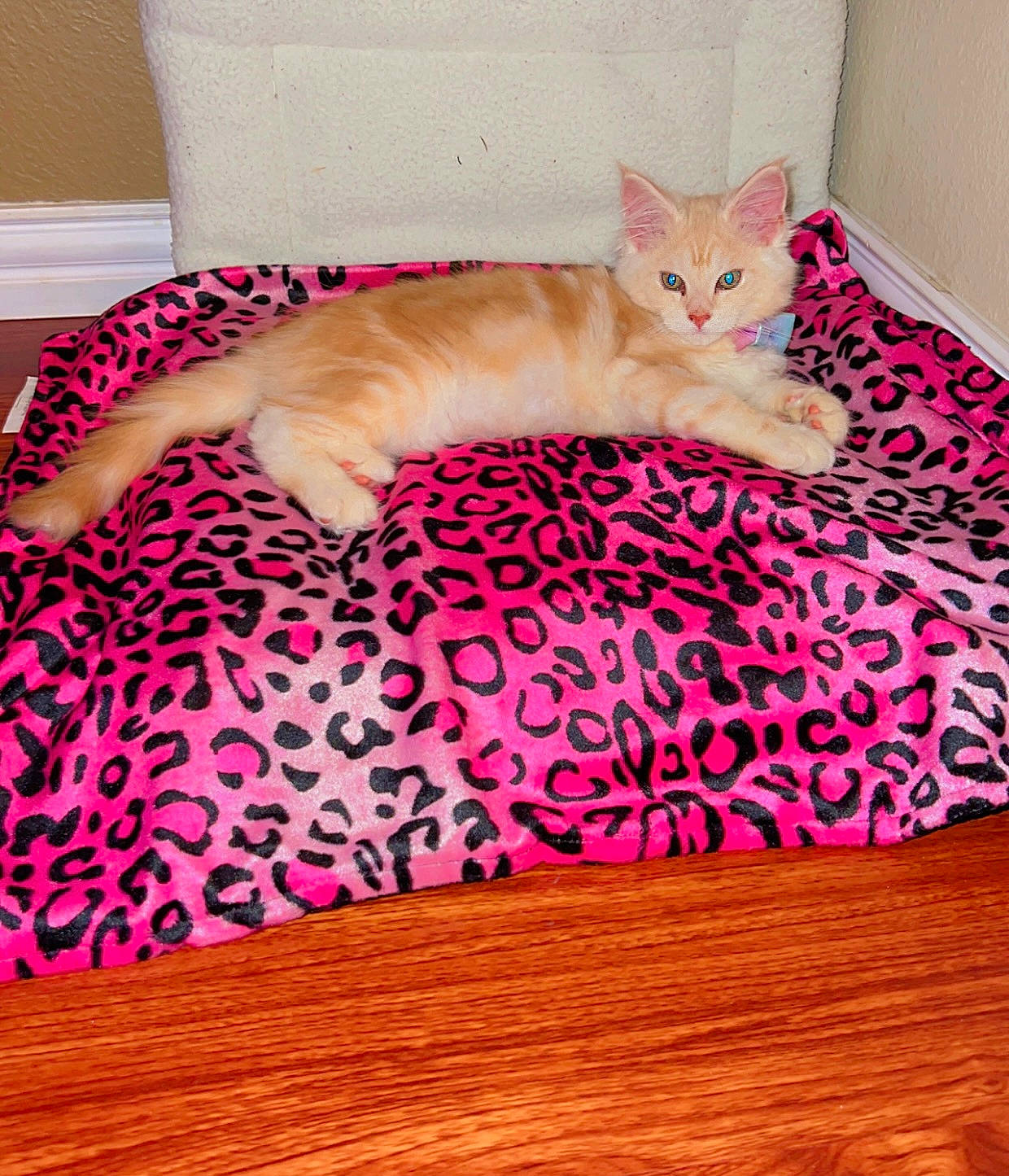 Nala joined the competition — help win amazing prizes! bedding, carnivore, cat, comfort, domestic_short_haired_cat, fawn, felidae, flooring, fur, hardwood, linens, magenta, pattern, paw, pink, room, small_to_medium_sized_cats, tail, whiskers, wood