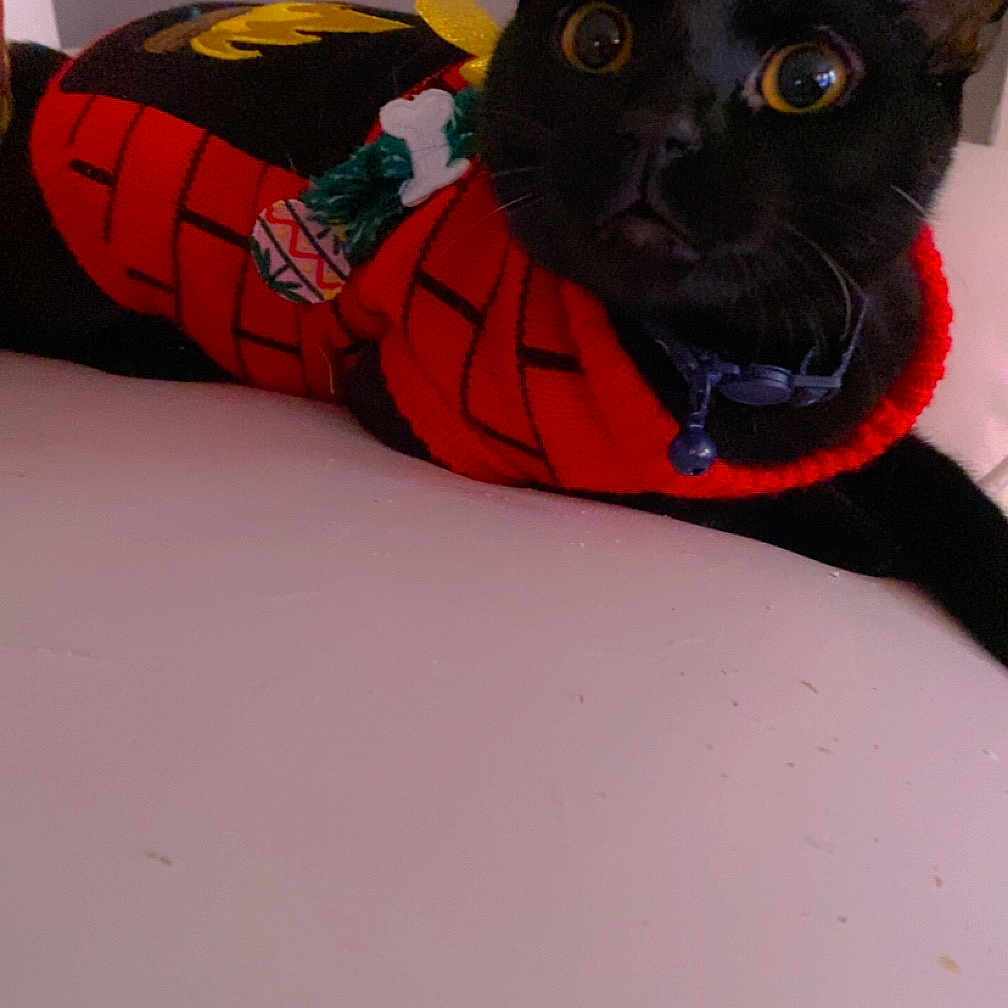 Onyx joined the competition — help win amazing prizes! adorable, animal, black_cat, cat, christmas, close_up, collar, curious, cute, domestic_cat, feline, festive, holiday, indoor, lying_down, mammal, pet, resting, sweater, wide_eyes