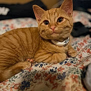 Peaches joined the competition — help win amazing prizes! animal, bed, blanket, cat, close_up, collar, curious, cute, domestic_animal, ears, feline, floral_pattern, indoor, lying_down, orange_tabby, paws, pet, resting, soft_focus, whiskers