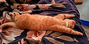 Peaches is registered to the contest to win money with this photo: animal, bedspread, cat, collar, comfort, cozy, cute, domestic, feline, floral_pattern, fur, indoor, orange_cat, paws, pet, relaxation, resting, sleeping, stretching, tabby