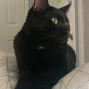Cookie is registered to the contest to win money with this photo: black_cat, cat, pet, feline, indoor, closeup, whiskers, yellow_eyes, ears, fur, sitting, relaxed, couch, upholstery, cushion, portrait, door, window, curtain, nose